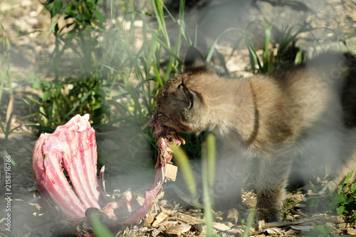 wild lynx in the zoo