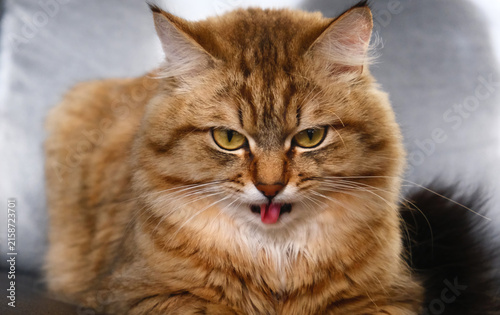 Portrait of a cat with disgruntled face, tongue out — the feline looks like it’s making a comical grimace.