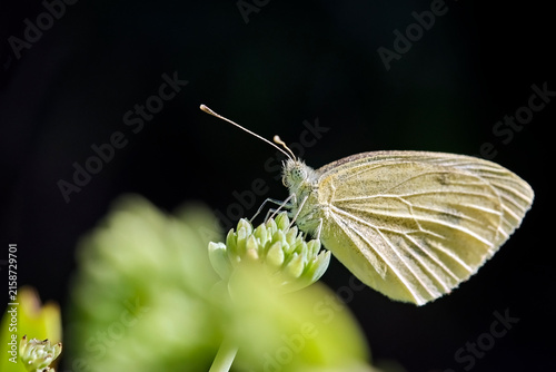 Foto Kleiner Kohlweißling ( Pieris rapae ).