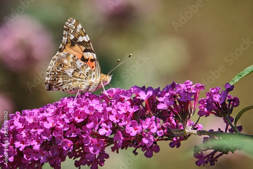 Distelfalter ( Vanessa cardui ).
