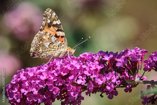 Distelfalter ( Vanessa cardui ).