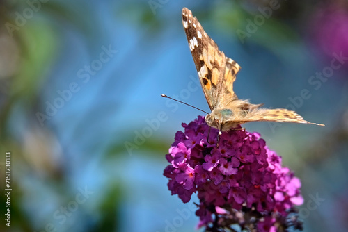 Distelfalter ( Vanessa cardui ).