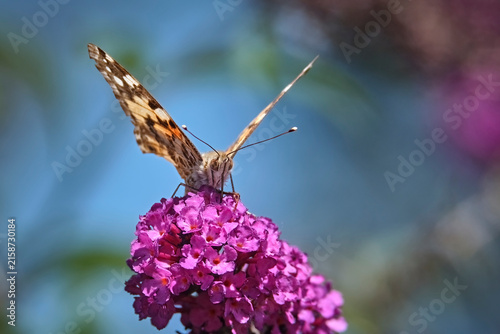 Distelfalter ( Vanessa cardui ).