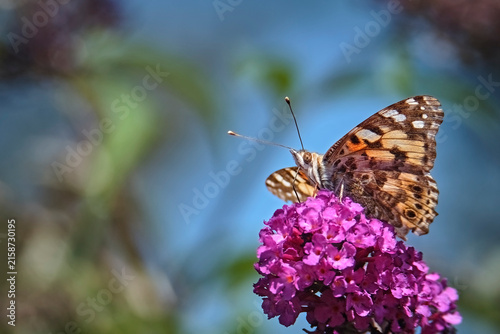 Distelfalter ( Vanessa cardui ).