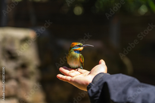 Картината върху платно Close up of a colorful rainbow bee eater bird perched gently on a human hand
