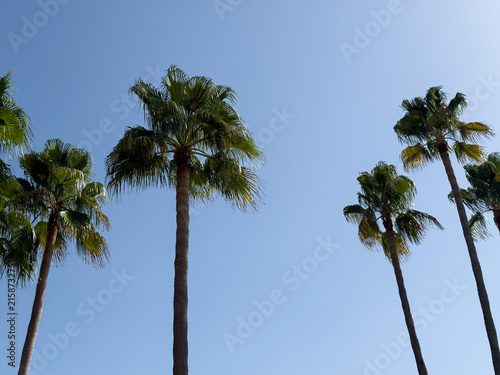 Bild auf Leinwand Tall palm trees against a clear blue summer sky, photographed from below with generous negative space, creating a minimalist tropical scene for travel, vacation, tourism and summer concepts