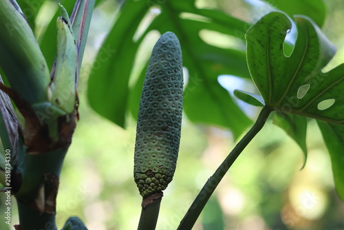 Fruit comestible de Monstera deliciosa poussant au milieu du feuillage tropical