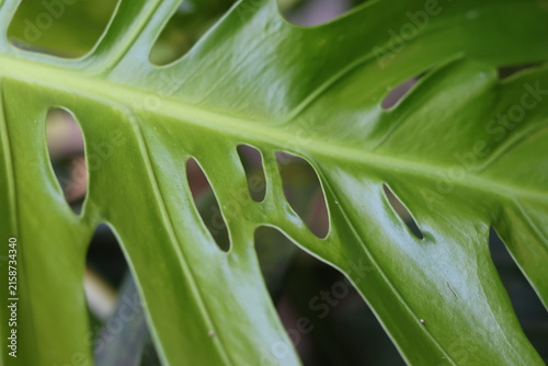 Gros plan sur les perforations naturelles d'une feuille verte de Monstera deliciosa