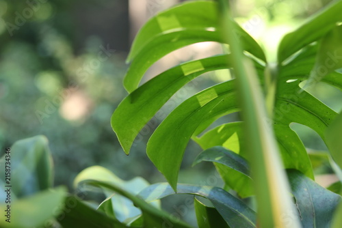 Gros plan sur les perforations naturelles d'une feuille verte de Monstera deliciosa