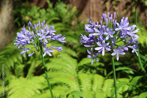 Fleurs d'agapanthes bleues violettes en gros plan à Madère au Portugal