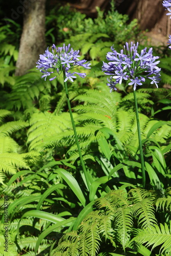 Fleurs d'agapanthes bleues violettes en gros plan à Madère au Portugal