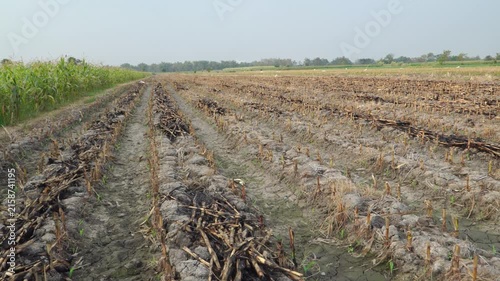 Handheld panning landscape of a parched sugarcane field suffering from extreme El Nino drought and climate change impacts in rural Indonesia, Southeast Asia.