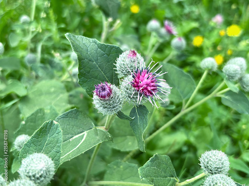 Canvastavla Burdock Plant with Purple Flowers in Meadow