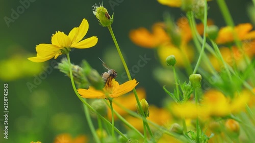 Yellow Cosmos Flowers in a Spring Garden with Bees and Insects Gathering Pollen and Nectar in Nature, Macro Floral Scene with Bright Yellow Blooms