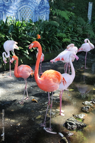 Groupe de flamants roses et rouges près d'un point d'eau dans un parc tropical