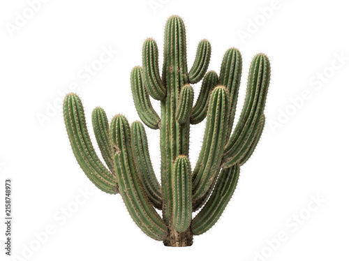 Tall green cactus plant with many branches standing alone as a desert botanical element for decoration