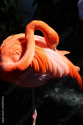 Flamant rose debout sur une patte sur fond sombre éclairé par le soleil