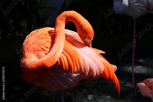 Flamant rose debout sur une patte sur fond sombre éclairé par le soleil