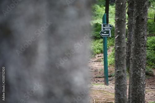Foto Horizontal View of a Forest Wayfinding Sign