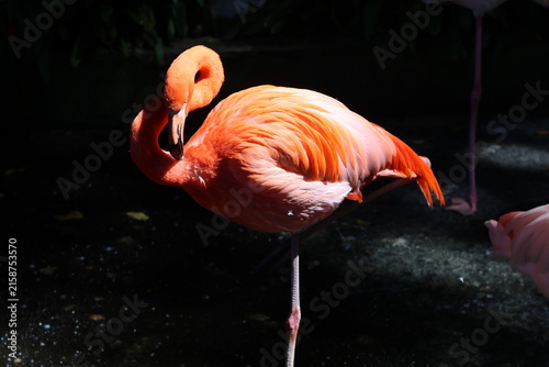 Foto Flamant rose debout sur une patte sur fond sombre éclairé par le soleil