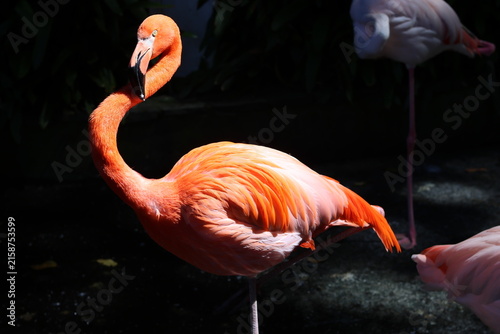 Flamant rose debout sur une patte sur fond sombre éclairé par le soleil