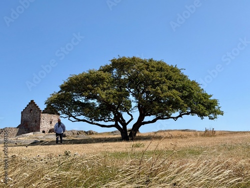 Baum ‎⁨Hammershus⁩