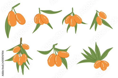 Kumquat citrus fruit in a flat vector style.