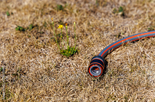 Dry grass meadow with a garden hose during drought and extreme heat, symbolizing water shortage, heatwave, irrigation and climate stress in summer