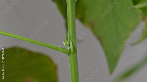 Foto Hairy stem and developing bud in the leaf axil of Abutilon