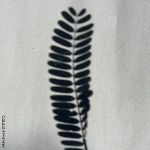 Sharp shadow of a pinnate leaf cast on a textured white surface