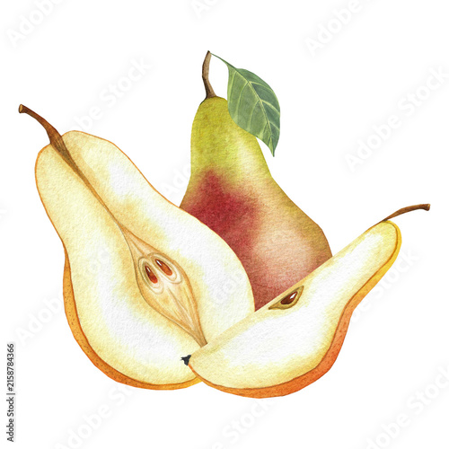 Pears cut into pieces, watercolor illustration for tableware, kitchen goods, textiles, postcards, packaging.