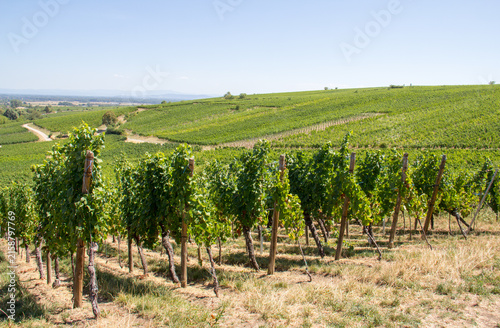 Alsatian Vineyard Landscape in France with Green Grapevines and Rolling Hills