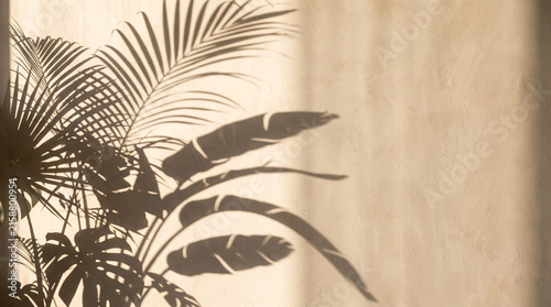 palm tree silhouette. A minimalist abstract photograph of dramatic tropical plant shadows cast across a warm beige plaster wall by soft sunlight.