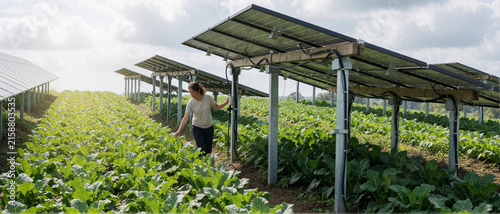 Farmer inspecting crops under solar panels in agrivoltaics field