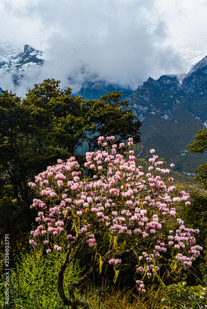 Obraz premium Blooming alpine rhododendrons and wild peach blossoms brighten the mountain forests of eastern Tibet in spring. The colorful flowers create a beautiful seasonal landscape amid the pristine high-altit