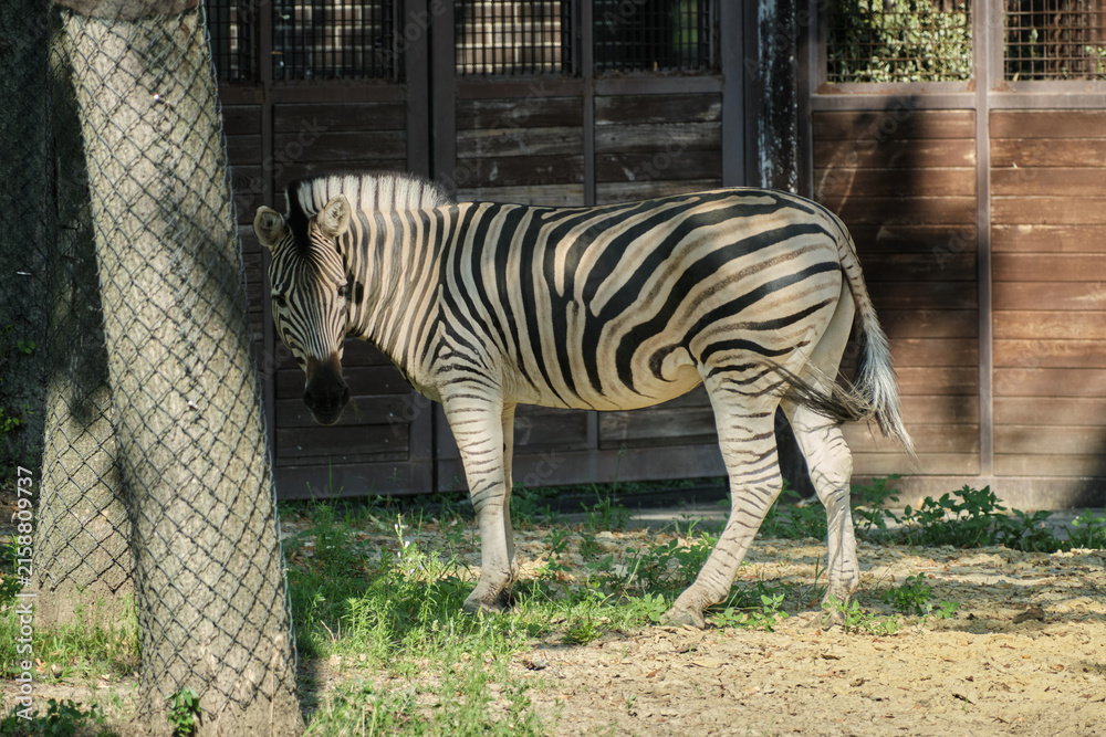 Naklejka premium wild zebra in the zoo