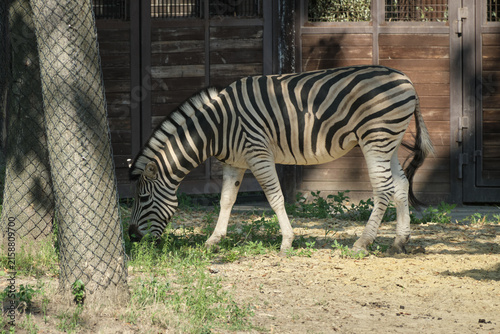 wild zebra in the zoo
