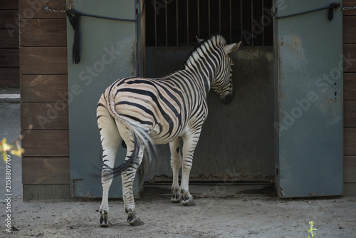 wild zebra in the zoo