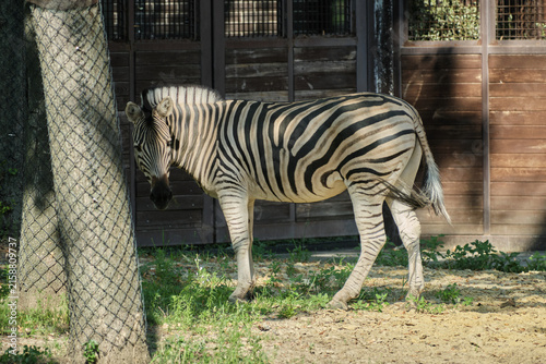 wild zebra in the zoo