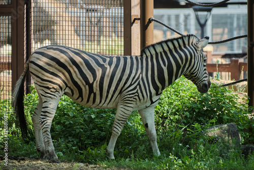 wild zebra in the zoo