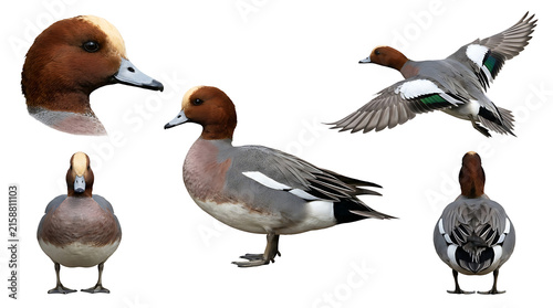Four cartoon ducks swimming in water with a snail isolated on transparent background