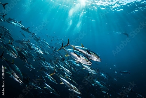 Large School of Silver Tuna Fish Swimming Together in Clear Blue Ocean Water with Sunlight Beams