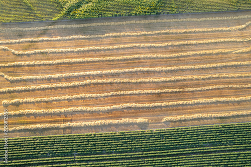 Obraz na plátne A Limia Galicia high angle drone view of parallel golden straw swaths on harvest