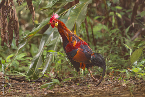 male Red Junglefowl (Gallus gallus) walks through the lush tropical rainforest undergrowth of Cat Tien National Park, Vietnam. Vibrant wildlife nature photography.