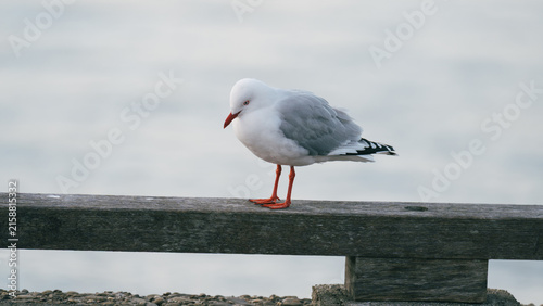 A seagull waits patiently for others to arrive.