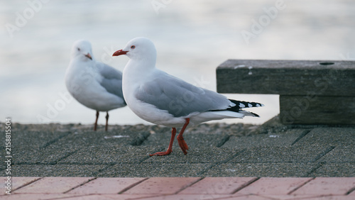 Two seagulls eye each other  while waiting for food scraps.