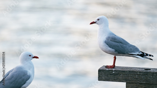 A seagull stands watch while the other waits for food scraps.