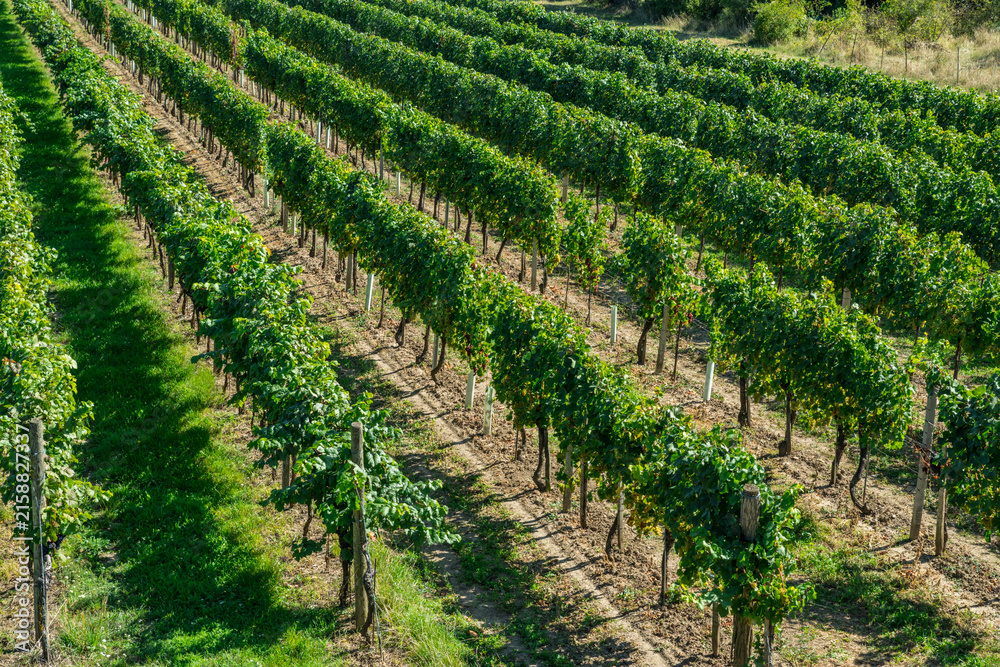 Naklejka premium Wide panorama of green vineyard rows stretching across countryside under clear blue sky.