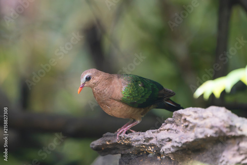 Asian emerald dove (Chalcophaps indica) perches on a rock in the lush forest of Cat Tien National Park, Vietnam. Tropical stock photography.