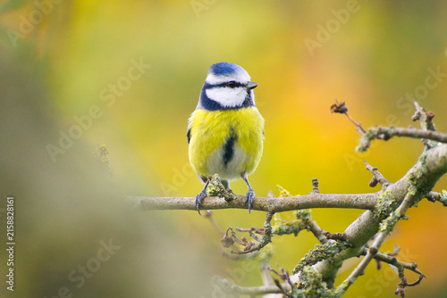 Isolated close-up of a blue tit on colorful background | Cyanistes caeruleus